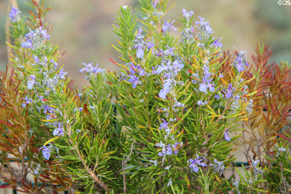 Rosemary plant at Saint-Paul Asylum. Saint-Rémy-de-Provence, France.