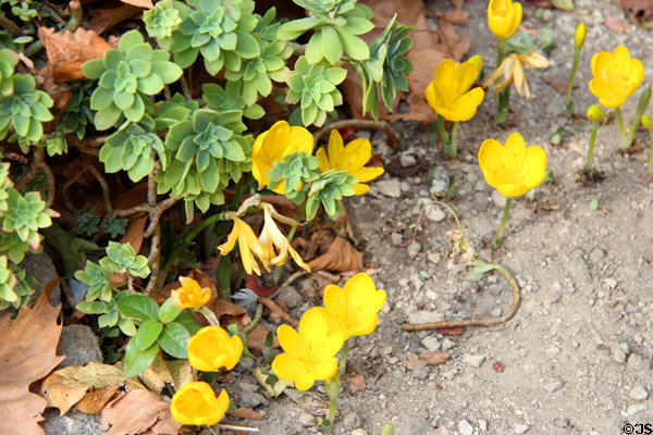 Succulent flowers at Saint-Paul Asylum. Saint-Rémy-de-Provence, France.