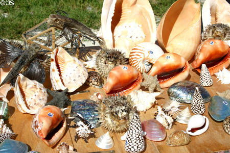 Shells for sale at Pointe des Châteaux. Guadeloupe.