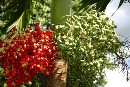 Palm olives, a source of oil. Guadeloupe.