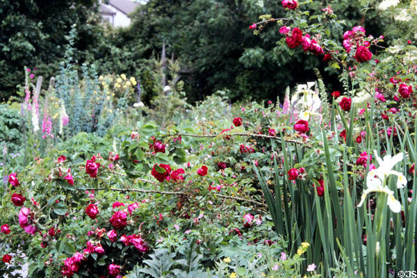 Butterstream Garden. Trim, Ireland.