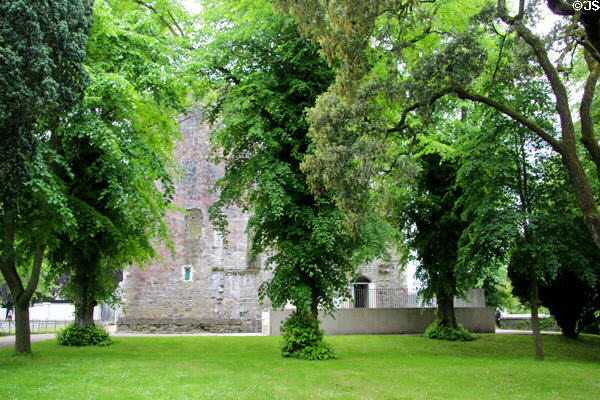 Trees surrounding Maynooth Castle. Ireland.