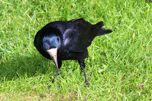 Rook (<i>Corvus frugilegus</i>). Dublin, Ireland.