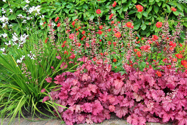 Flowers in Dubblinn Gardens at Dublin Castle. Dublin, Ireland.