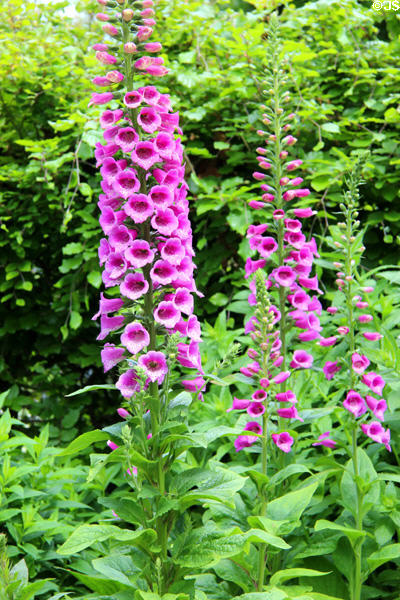 Foxgloves at St Stephen's Green. Dublin, Ireland.