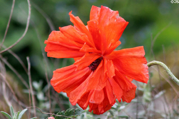 Poppies at St Stephen's Green. Dublin, Ireland.