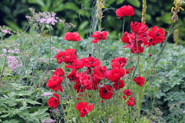 Poppies at St Stephen's Green. Dublin, Ireland.