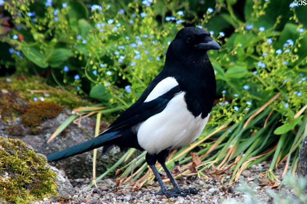 Magpie <i>Pica pica</i> at St Stephen's Green. Dublin, Ireland.