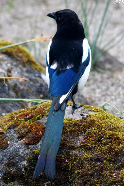 Magpie <i>Pica pica</i> at St Stephen's Green. Dublin, Ireland.