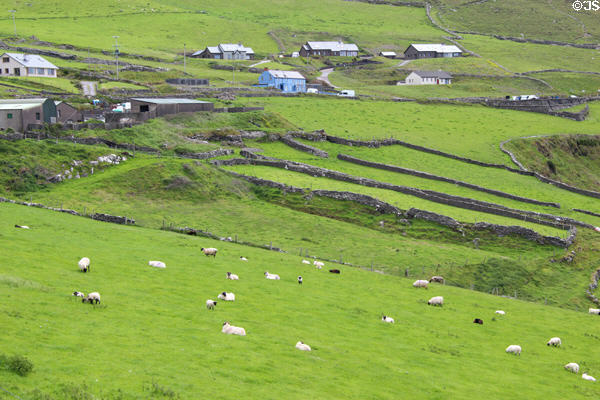 Farms, stone walls & sheep grazing on meadows on Dingle Peninsula. Ireland.