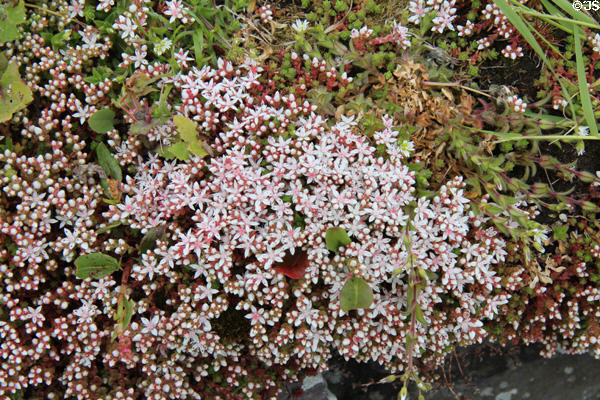 Flowering bush outside Great Blasket Centre museum on Dingle Peninsula. Ireland.