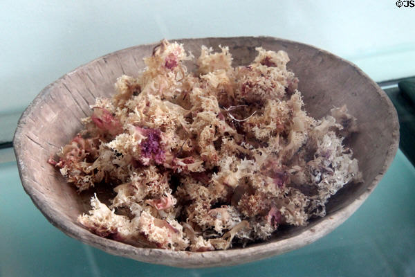 Dried Carrageen seaweed in bowl (1946) made by Séamus Ó Beaglaoich at Great Blasket Centre museum on Dingle Peninsula. Ireland.