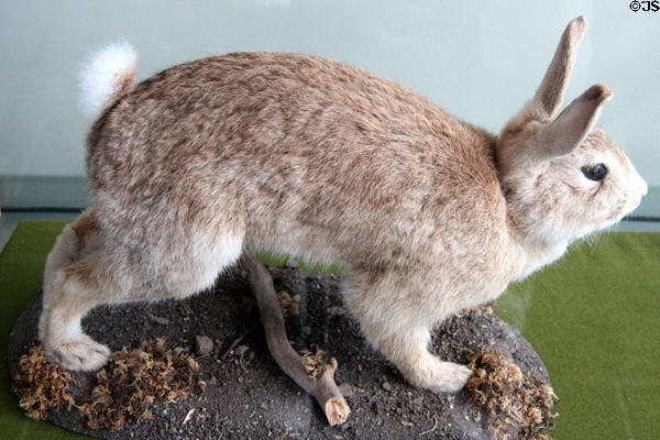 Stuffed rabbit representing a major meat source for Blasket Islanders at Great Blasket Centre museum on Dingle Peninsula. Ireland.