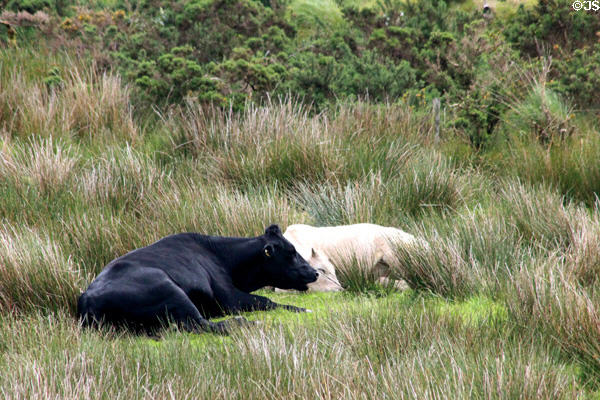 Cattle resting on land around Staigue Fort on Ring of Kerry. Ireland.