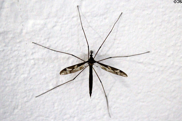 Crane fly at Derrynane House. Ireland.