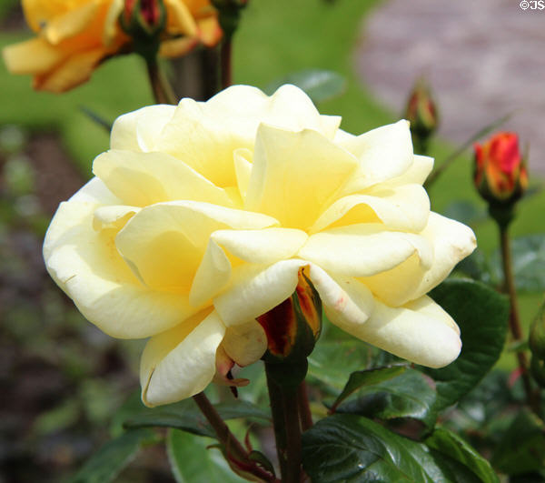 Rose at Muckross House in Killarney National Park. Killarney, Ireland.