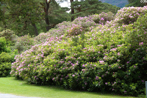 Rhododendrons in bloom at Muckross House in Killarney National Park. Killarney, Ireland.