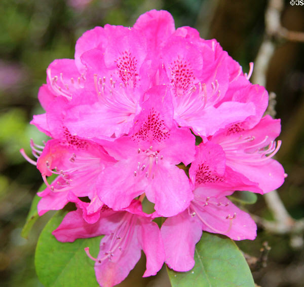 Rhododendron blossom at Muckross House in Killarney National Park. Killarney, Ireland.