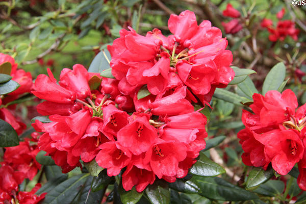 Flowering plant in Spring garden at Muckross House in Killarney National Park. Killarney, Ireland.
