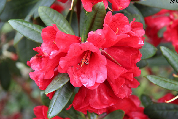 Flowering shrub at Muckross House in Killarney National Park. Killarney, Ireland.