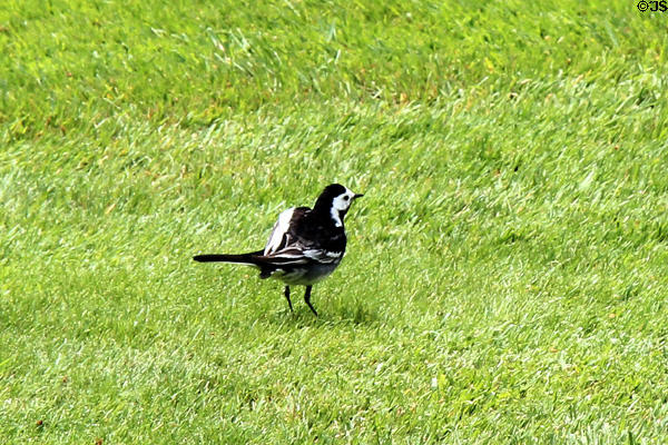 Pied Wagtail (<i>Motacilla alba yarrellii</i>) at Muckross House in Killarney National Park. Killarney, Ireland.