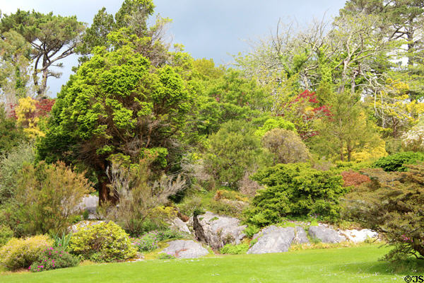Shrubbery & trees at Muckross House in Killarney National Park. Killarney, Ireland.