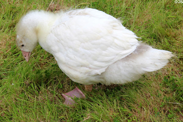 Goose grazing at Muckross Traditional Farms in Killarney National Park. Killarney, Ireland.
