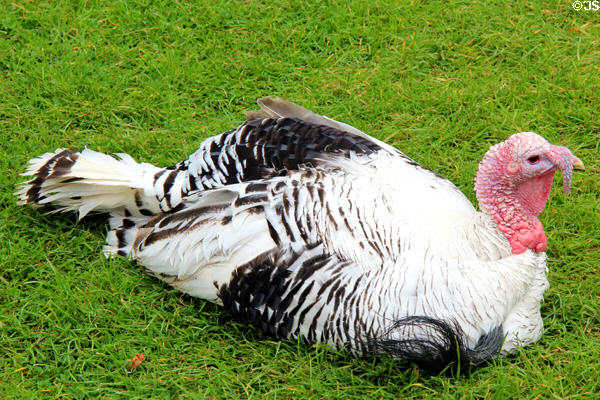 Turkey at Muckross Traditional Farms in Killarney National Park. Killarney, Ireland.
