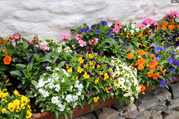 Decorative pansies at Quille's farm at Muckross Traditional Farms in Killarney National Park. Killarney, Ireland.