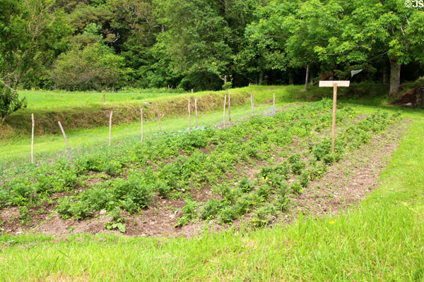 Kitchen garden at Quille's farm at Muckross Traditional Farms in Killarney National Park. Killarney, Ireland.