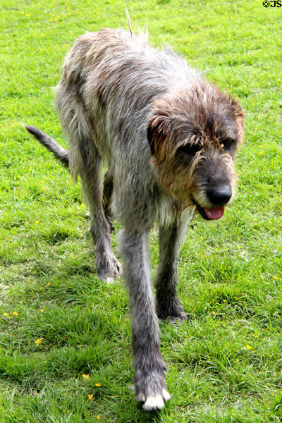 Irish wolfhound at Muckross Traditional Farms in Killarney National Park. Killarney, Ireland.