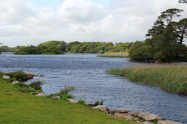 Lough Leane with trees & grasses in Killarney National Park. Killarney, Ireland.