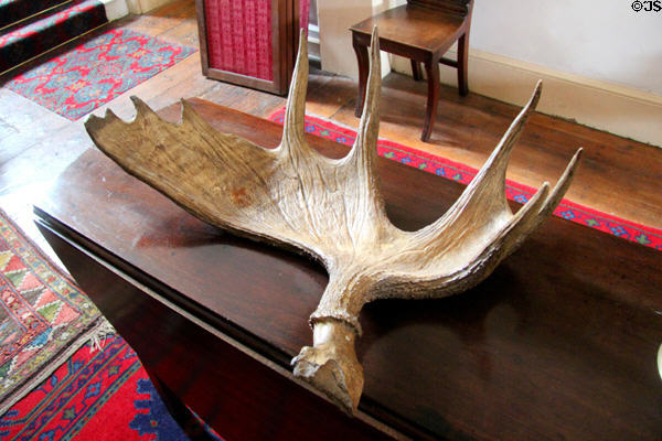 Antler of extinct Giant Irish Deer at Strokestown Park. Vesnoy, Ireland.