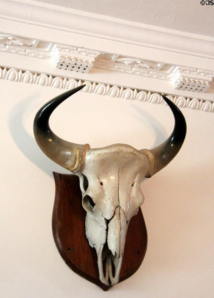 Trophy under neoclassical trim at Strokestown Park. Vesnoy, Ireland.