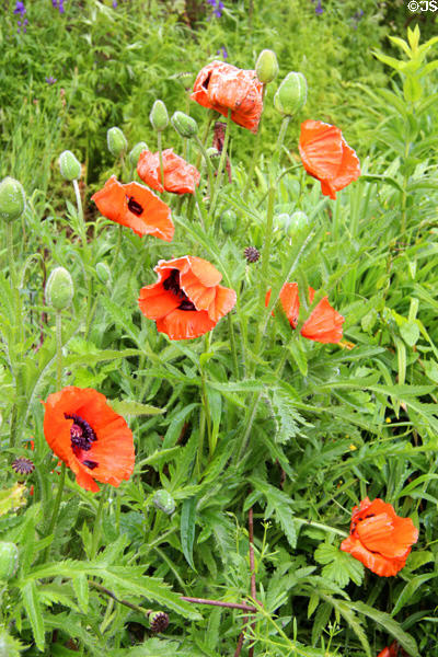 Gardens at Strokestown Park. Vesnoy, Ireland.