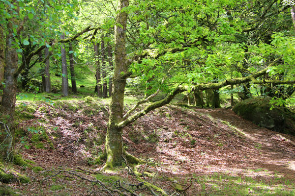Forest scene at Glendalough. Ireland.
