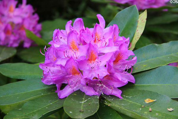 Flower at Irish National Heritage Park. Ireland.