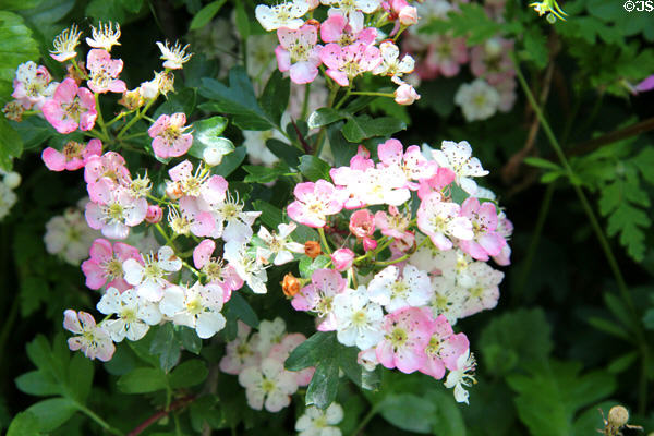 Flowers at Irish National Heritage Park. Ireland.