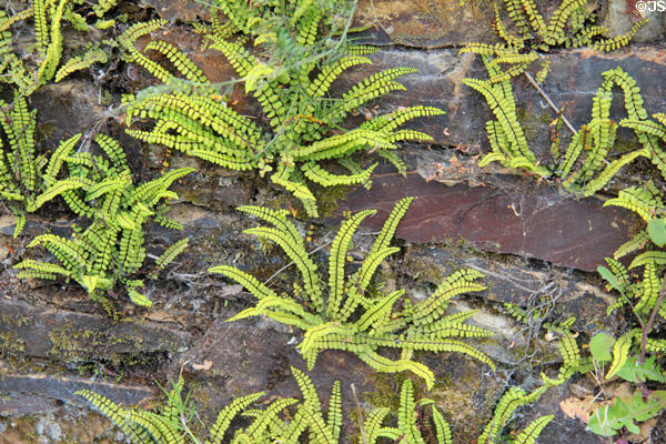 Ferns growing on stone wall at Irish National Heritage Park. Ireland.