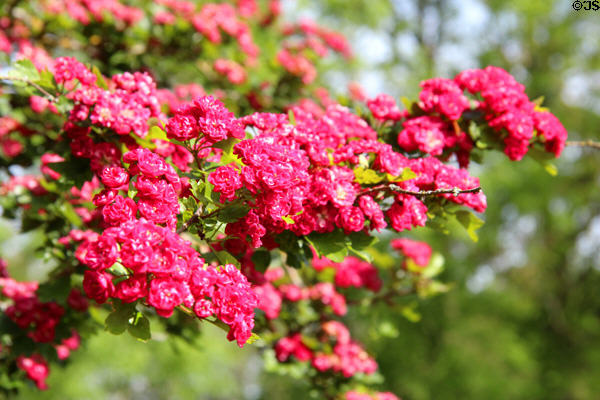 Flowers at Jerpoint Abbey. Ireland.