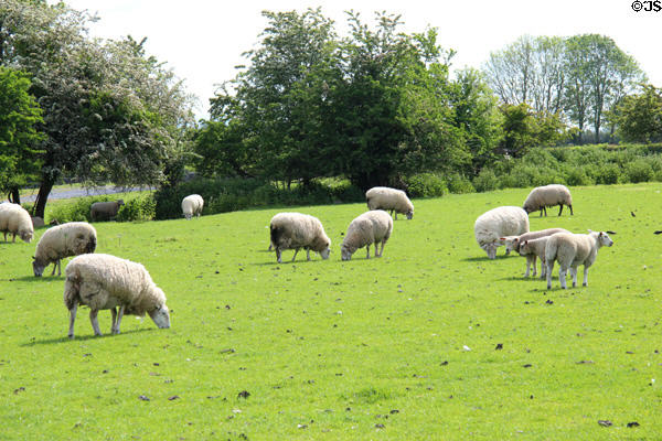 Sheep at Kells Priory. Ireland.