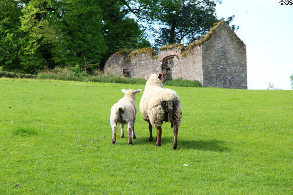 Sheep at Kells Priory. Ireland.