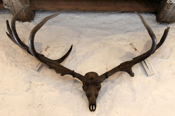 Deer antlers at Rothe House. Kilkenny, Ireland.