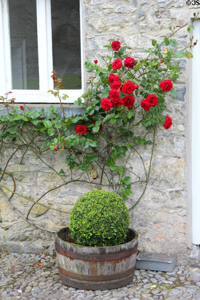Climbing roses at Cahir Castle. Cahir, Ireland.