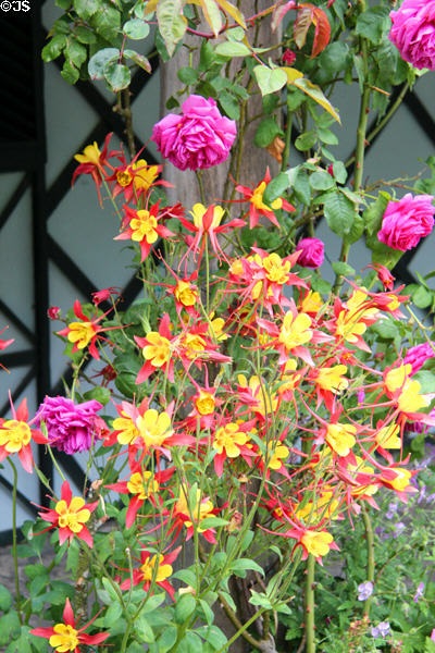 Flowers at Swiss Cottage. Cahir, Ireland.