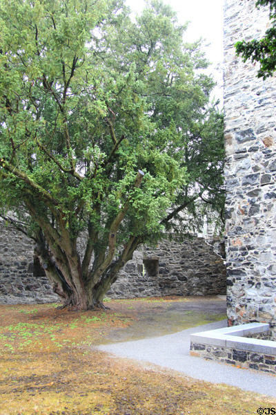 Highly poisonous yew tree, wood of choice for making longbows in early times because of its elasticity, just outside walls of Desmond Castle. Adare, Ireland.