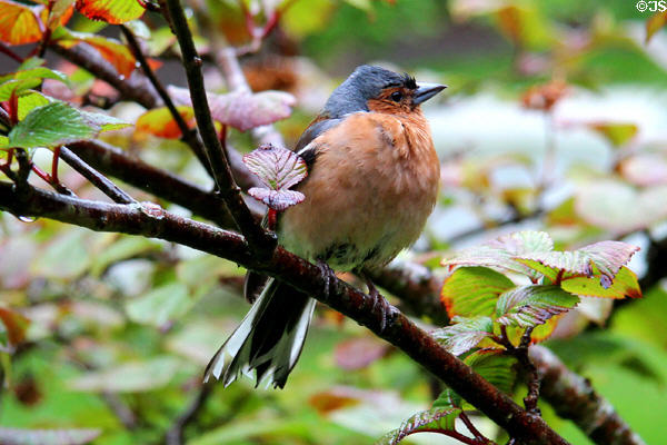 Common Chaffinch (<i>fringilla coelebs</i>) at Bunratty Castle & Folk Park. County Clare, Ireland.