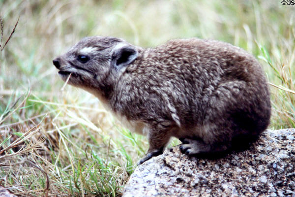 Rock Hyrax is closest living genetic relative of elephant. Kenya.