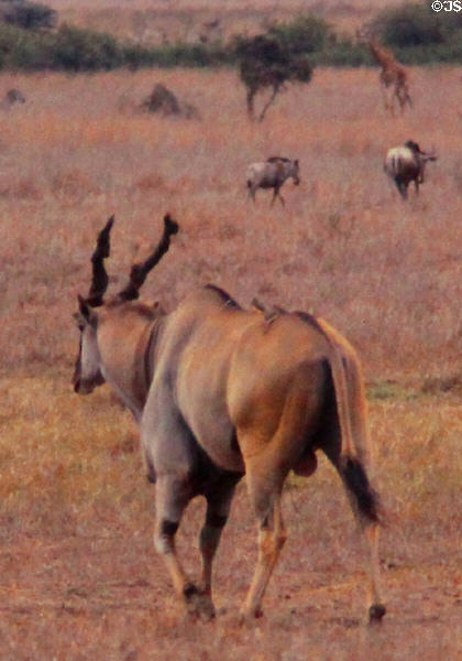 Eland (<i>Taurotragus oryx</i>) in Nairobi National Park. Kenya.