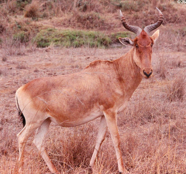 Coke's Hartebeest (aka Kongoni) (<i>Alcelaphus buselaphus</i>) in tall grasses of Nairobi National Park. Kenya.